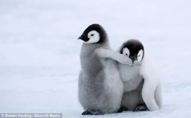 Friday Happy Hour: Baby Penguin Edition - The Triadvocate