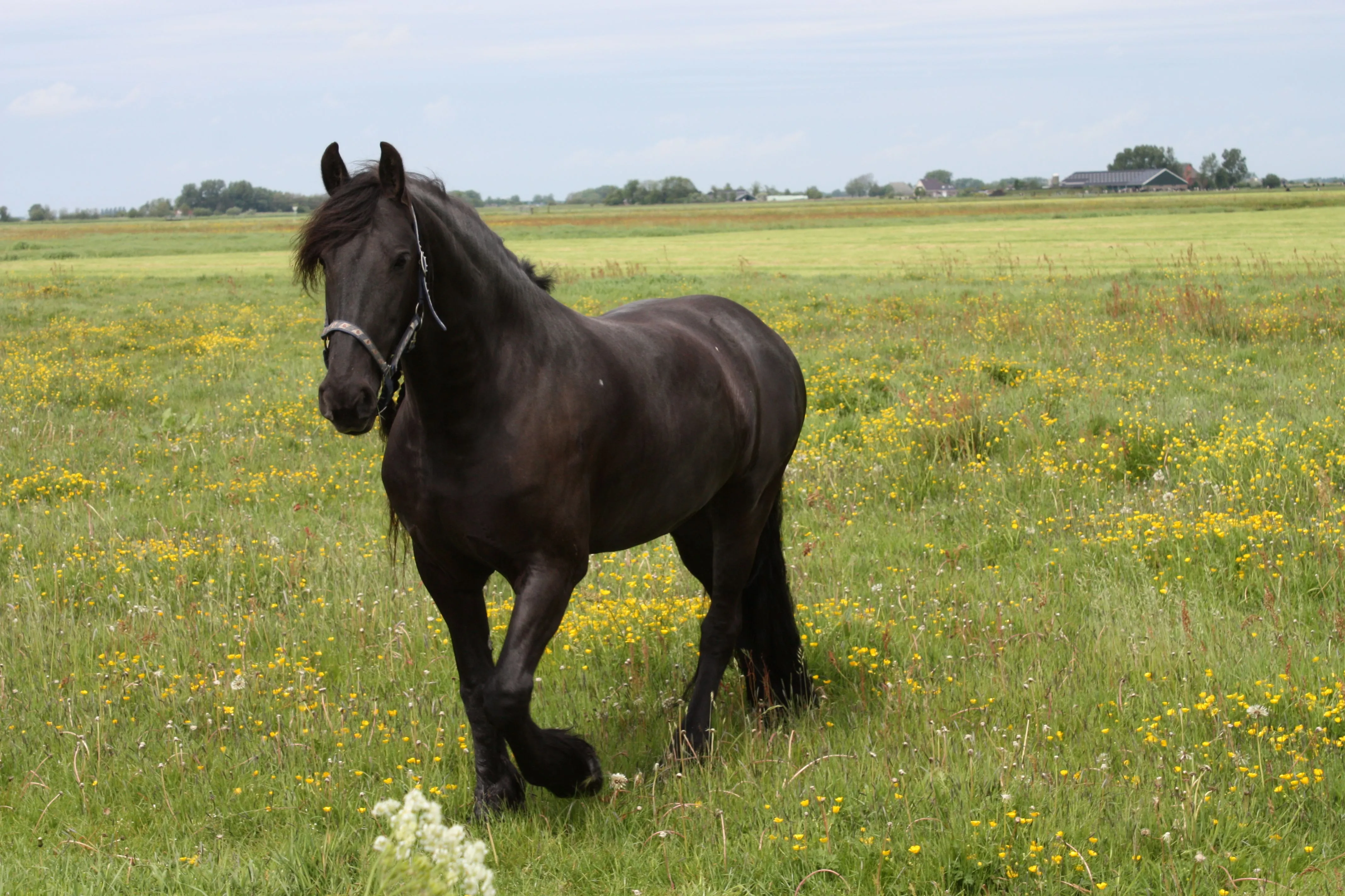 Frisian horses 13 by photohouse on DeviantArt