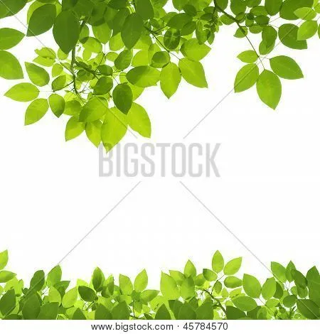 Frontera de hojas de color verde sobre fondo blanco Fotos stock e ...