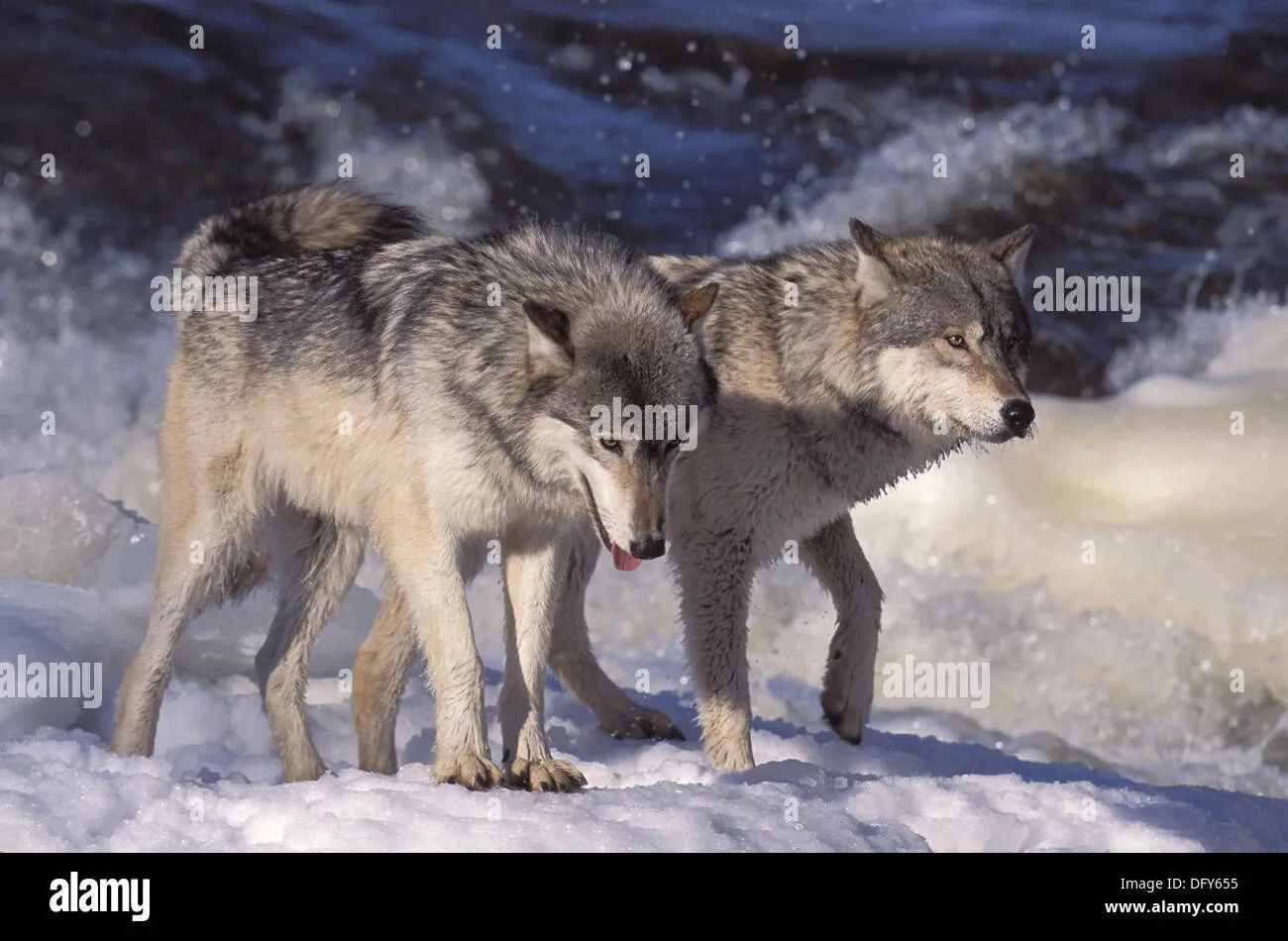 Wolvs on a frouzen River. Gray Wolf (Canis lupus) also spelled ...