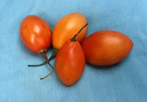 Fruit Friday: Tomate de Árbol | Don't Give Papaya