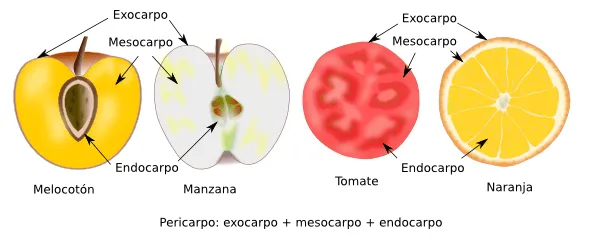 fruto-morfologia.png