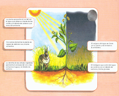 el fruto la nutricion de las plantas fotosintesis respiracion ...