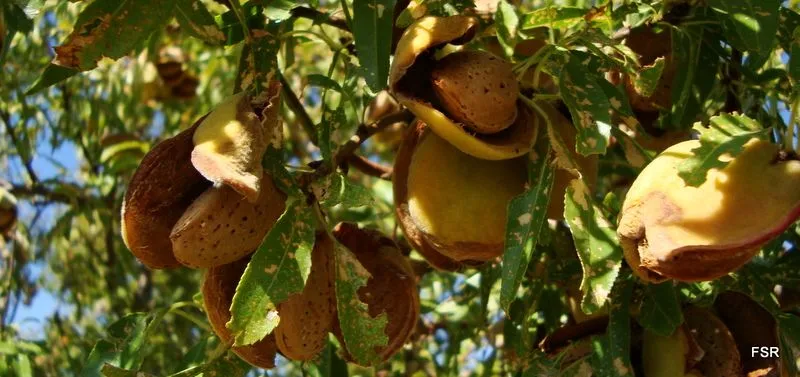 Frutos de otoño | Valladolid, rutas y paisajes