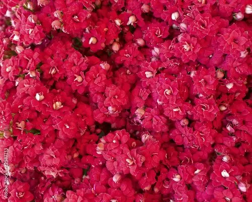 Fuchsia & white kalanchoes closeup, background © Dimitrios #22587133 ...