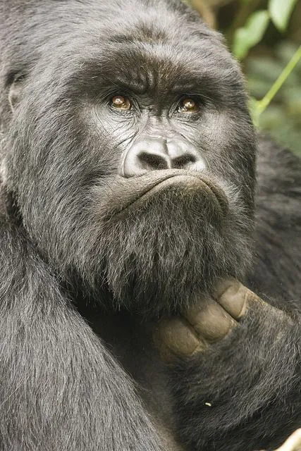 Fuck Yeah Great Apes, changuitos: Rwanda gorilla trekking. by Adam...