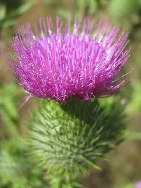 Fucsia flor, Verde espina | Flickr - Photo Sharing!