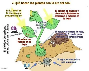 fuente de energia del atp en todas las celulas heterotrofas