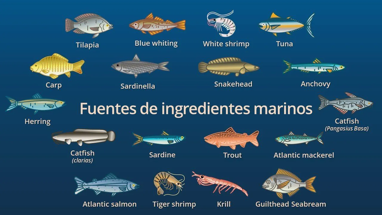 Fuentes más comunes de ingredientes marinos | IFFO - The Marine Ingredients  Organisation