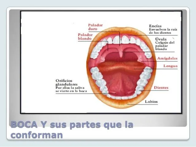 funcin-del-sistema-digestivo-6 ...
