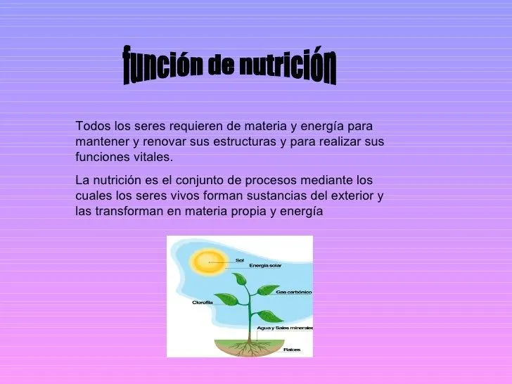 Función de nutrición en las plantas (thaisly, marlene, daniel, cristi…