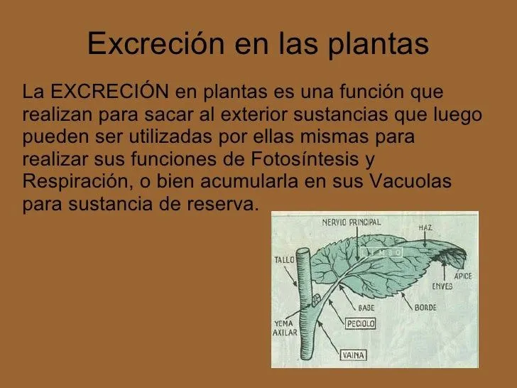 Función de nutrición en las plantas (thaisly, marlene, daniel, cristi…