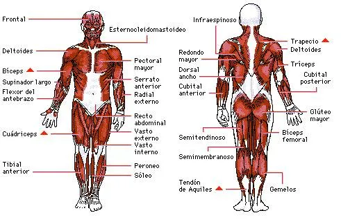 LA FUNCIÓN DE RELACIÓN: EL APARATO LOCOMOTOR | El Blog del Maestro ...