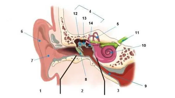 Esquema del oido sin nombres - Imagui