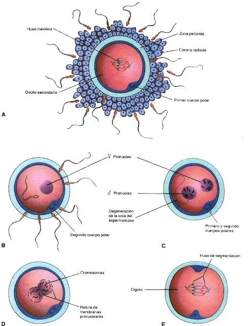 FUNCION DE REPRODUCCION EN EL SER HUMANO: ESPERMATOGENESIS Y ...