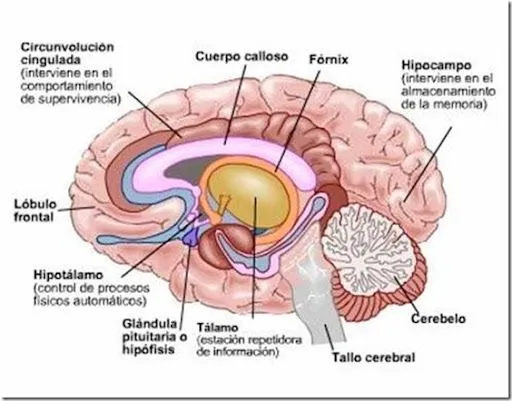 Como funcionan los recuerdos? - Taringa!