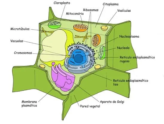 Las Funciones De Cada Parte De La Celula Animal Y Vegetal