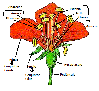 Funciones de la flor - Imagui