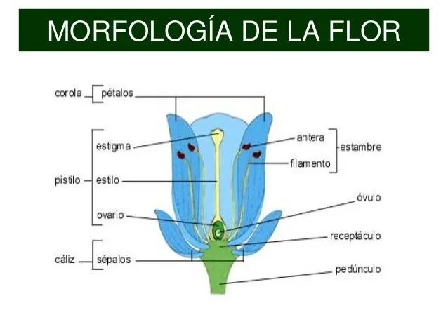 funciones-morfologia-y-tipos- ...