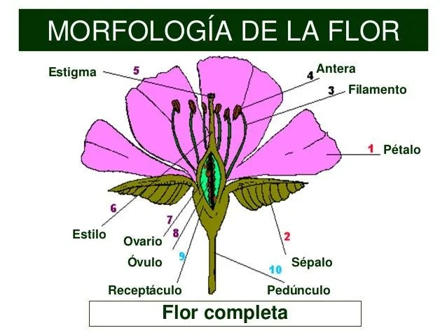 Funciones morfologia y tipos de flores-polinizacion