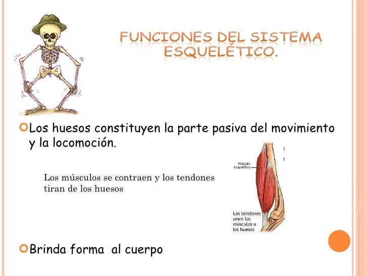 Funciones del sistema esquelético