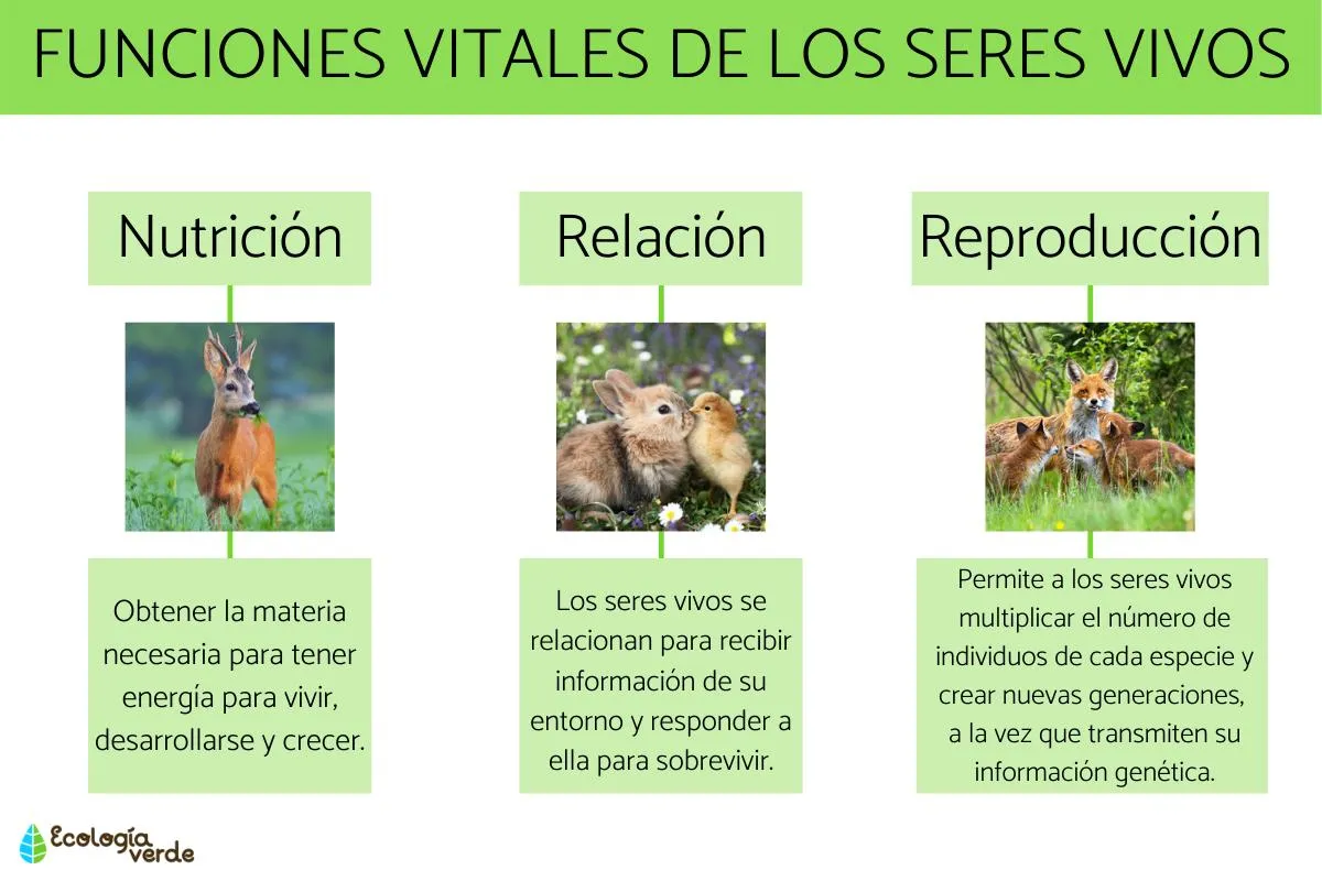 FUNCIONES VITALES de los SERES VIVOS - Cuáles son y ejemplos