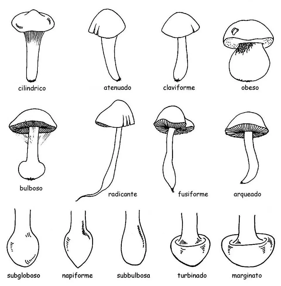 Fungi - Monaco Nature Encyclopedia