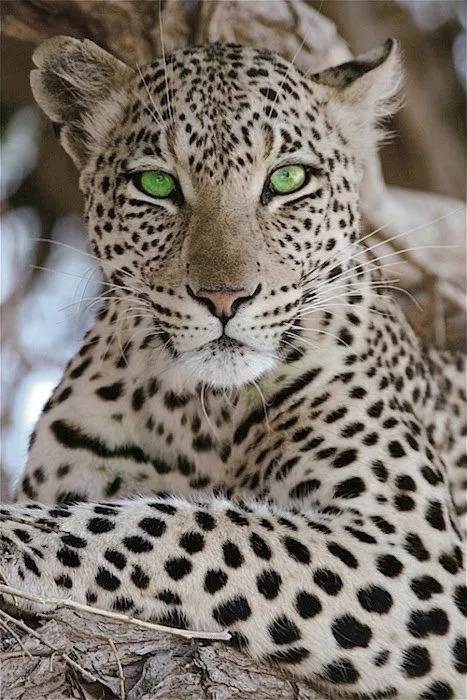 Funny Wildlife • Leopard beauty sitting pretty in a tree !!