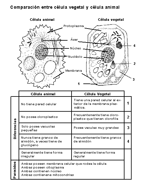 Para qué futuro educamos?: Actividad para Célula Animal y Vegetal