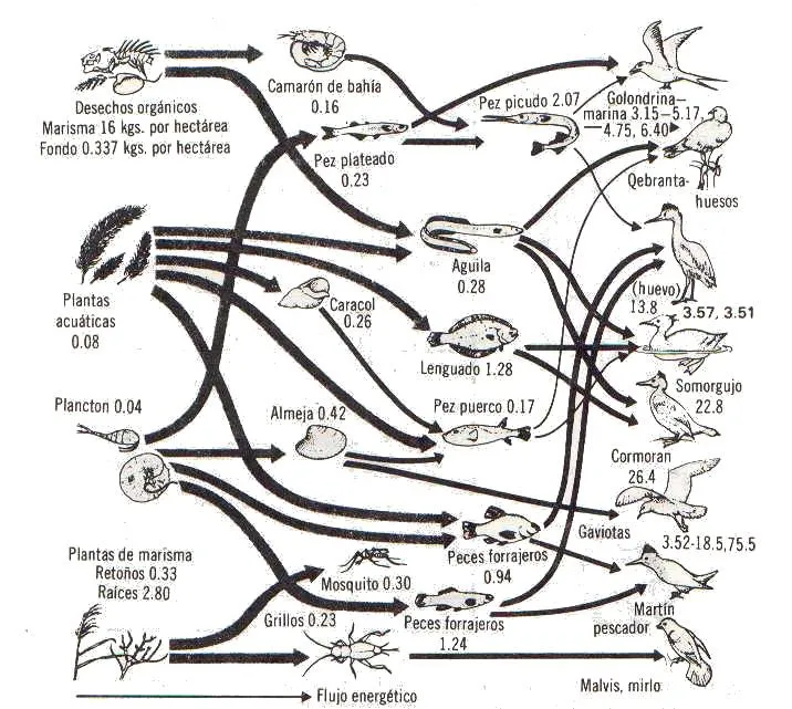 Para qué futuro educamos?: Ecosistema: Pirámides, Cadenas y Redes ...
