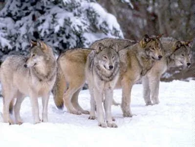 EL FUTURO ESTÁ EN LAS ROSAS: Lobos: del miedo a la admiración