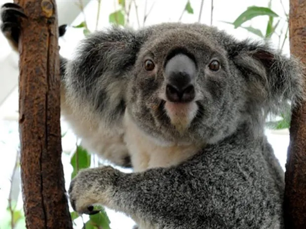 G1 - Grupo de 72 coalas perde habitat na Austrália após enchentes ...