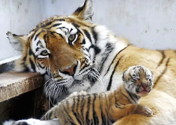 G1 > Mundo - NOTÍCIAS - Tigre siberiano brinca com o filhote na China