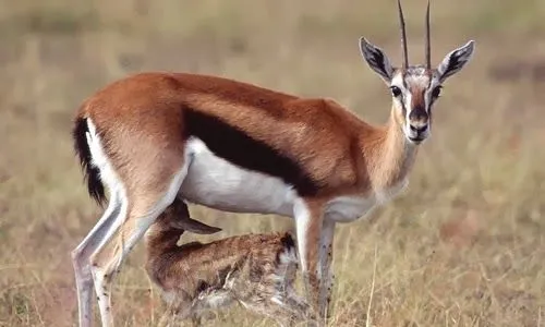 Gacela Thomson (Gazella thomsoni) ~ Naturaleza Insólita