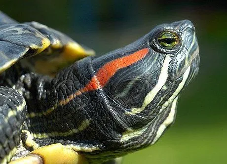 GAL Guía de cuidados para tortuga japonesa ~ Acuario CICLIX