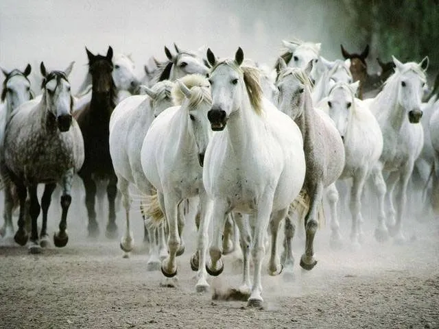 Galería de fotos caballos criollos El Chusco y Las Boleadoras