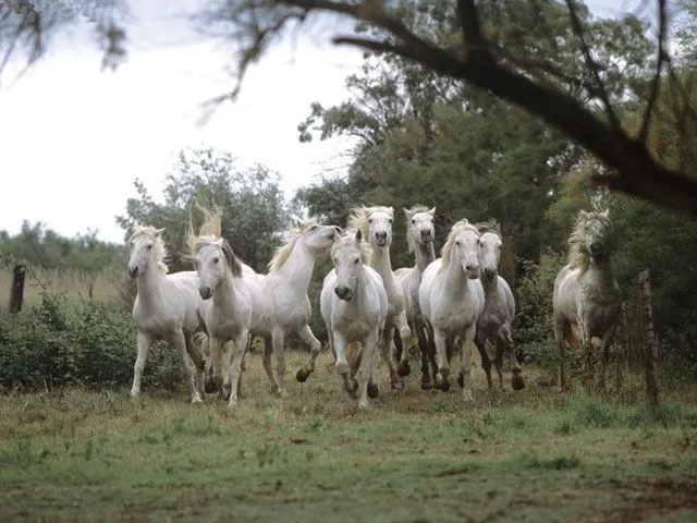 Galería de fotos caballos criollos El Chusco y Las Boleadoras