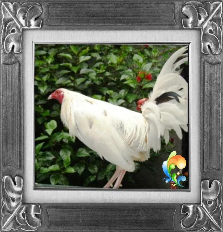 VER GALERIA DE FOTOS DE GALLOS DE PELEA DEL MUNDO: LOS CLARET