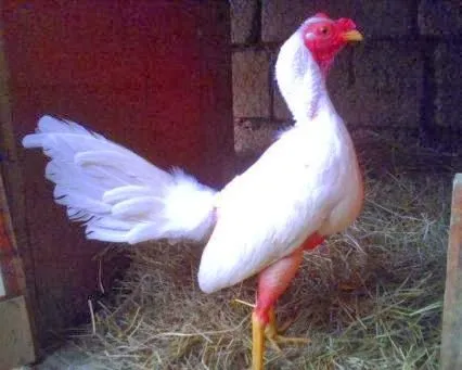 VER GALERIA DE FOTOS DE GALLOS DE PELEA DEL MUNDO: COMO MANTENER ...