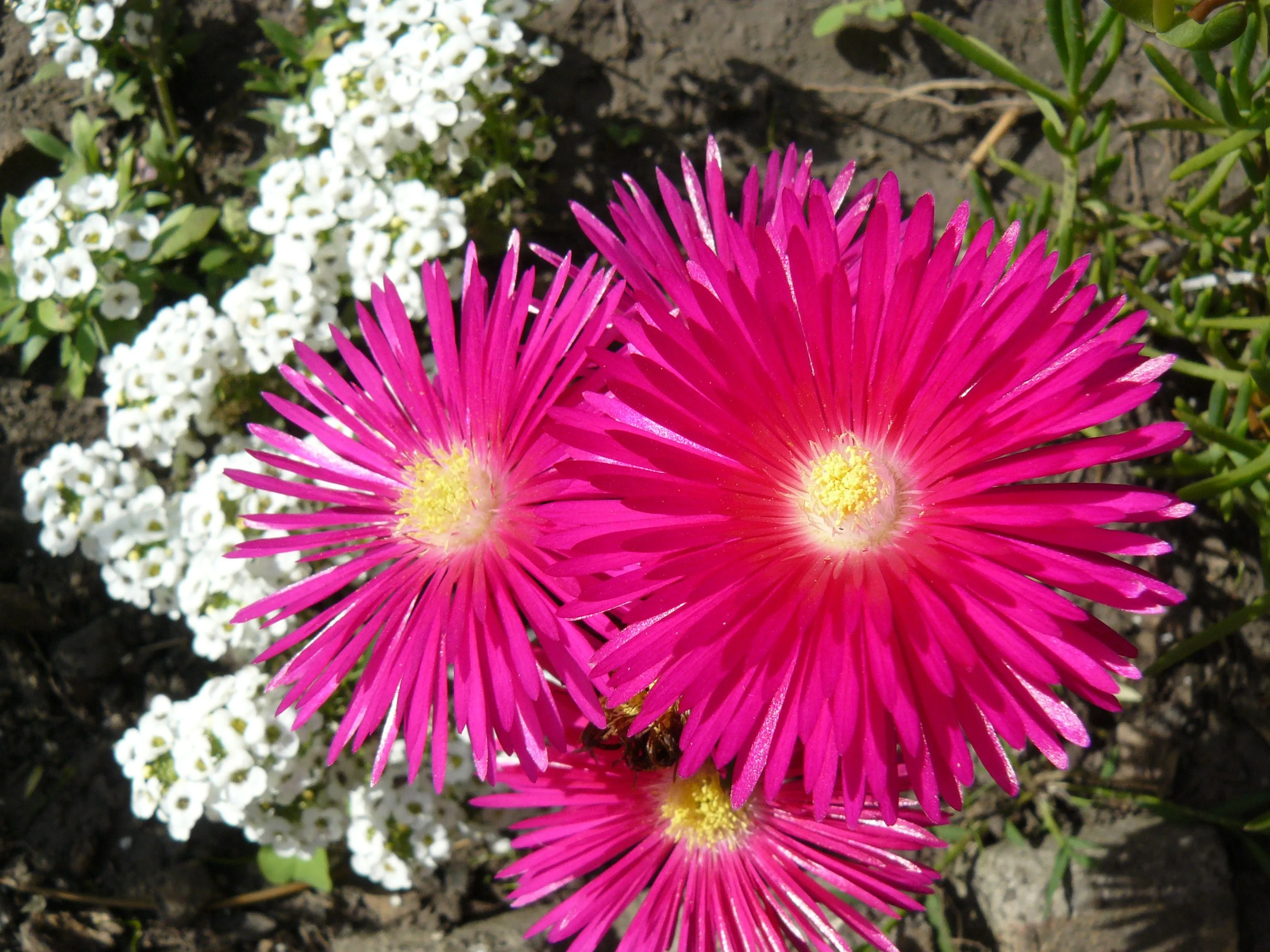 Galería de fotos e imágenes de flores fucsia .