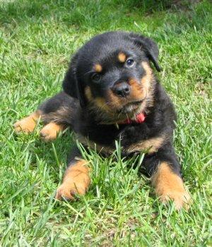 imagenes de perros rottweiler bebes