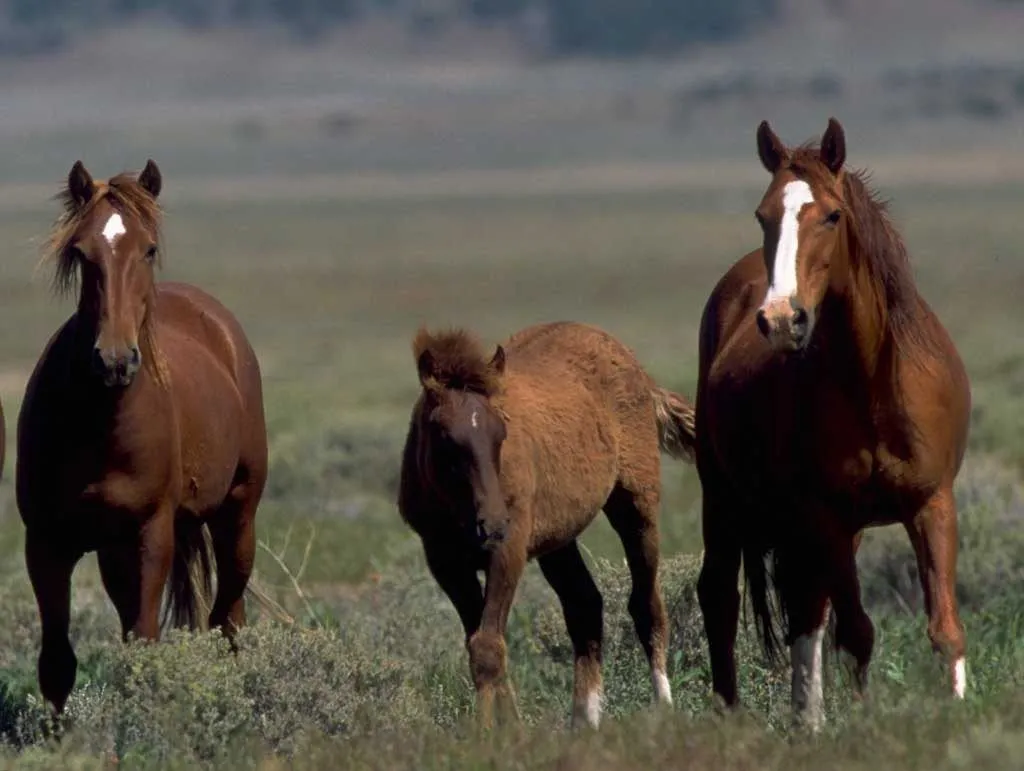 Galería de imágenes: Caballos salvajes