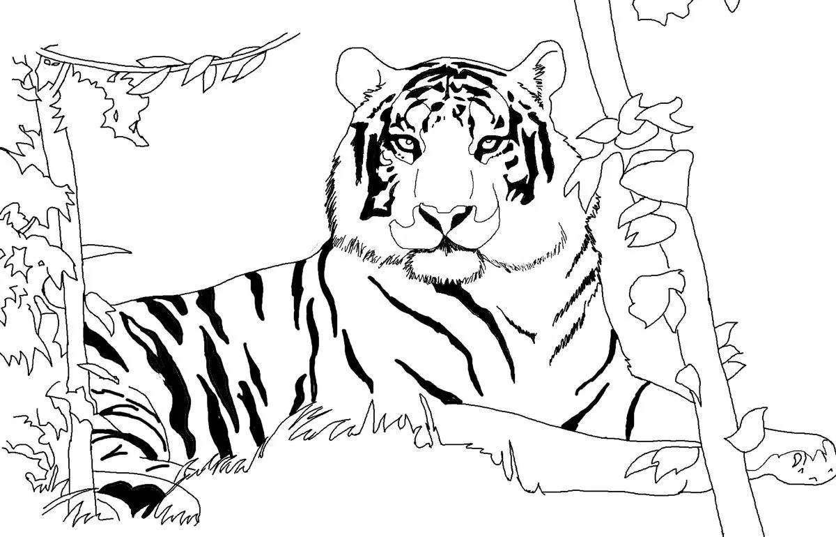 Galería de imágenes: Dibujos de tigres para colorear