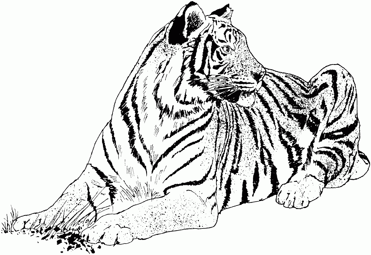 Galería de imágenes: Dibujos de tigres para colorear