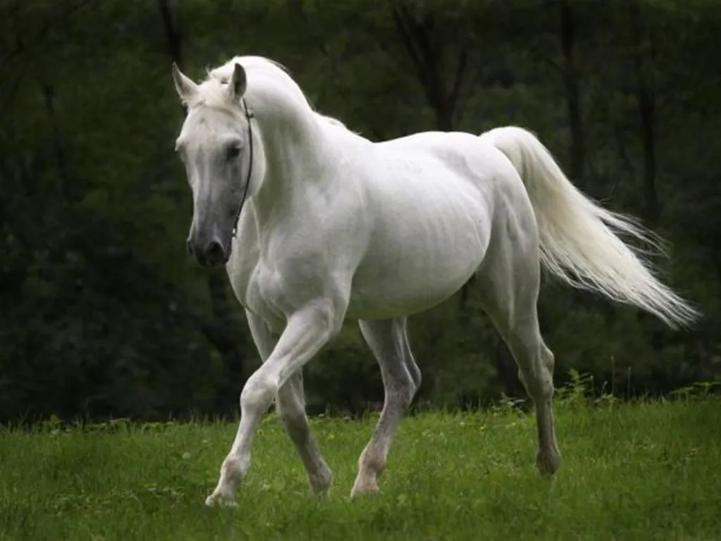 Galería de imágenes: Fondos de pantalla de caballos