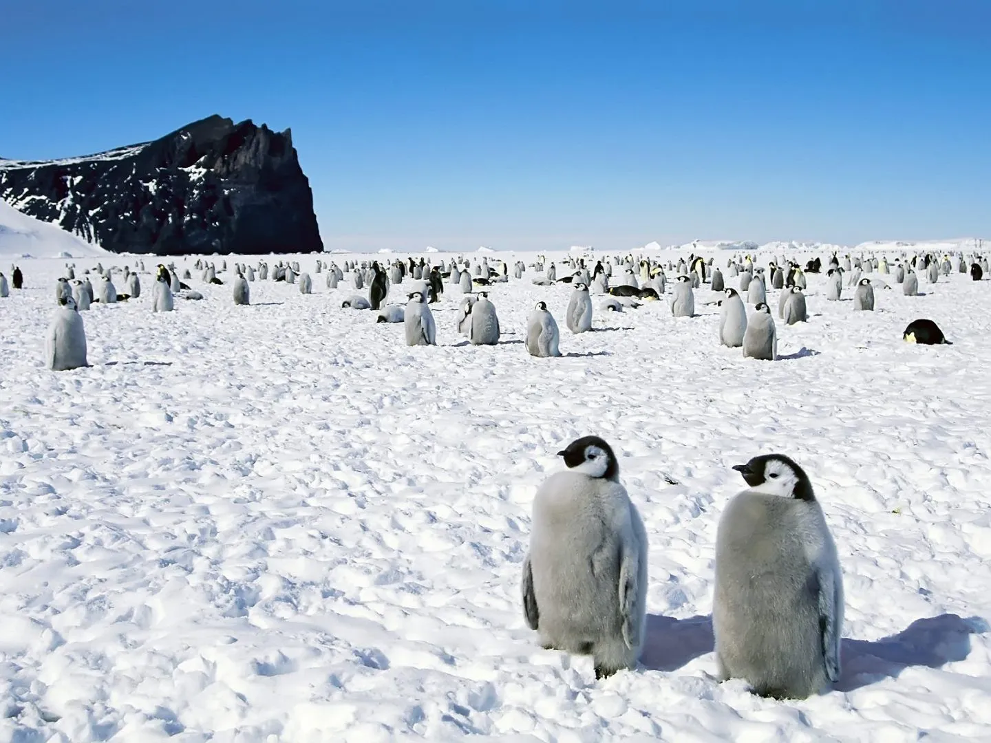 Galería de imágenes: Fondos de pantalla de pingüinos