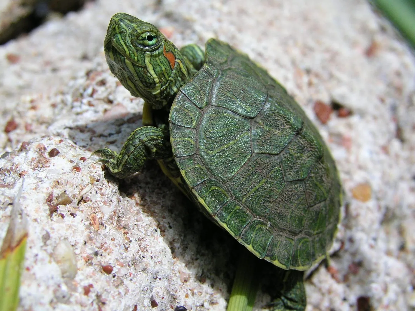 Galería de imágenes: Fondos de tortugas