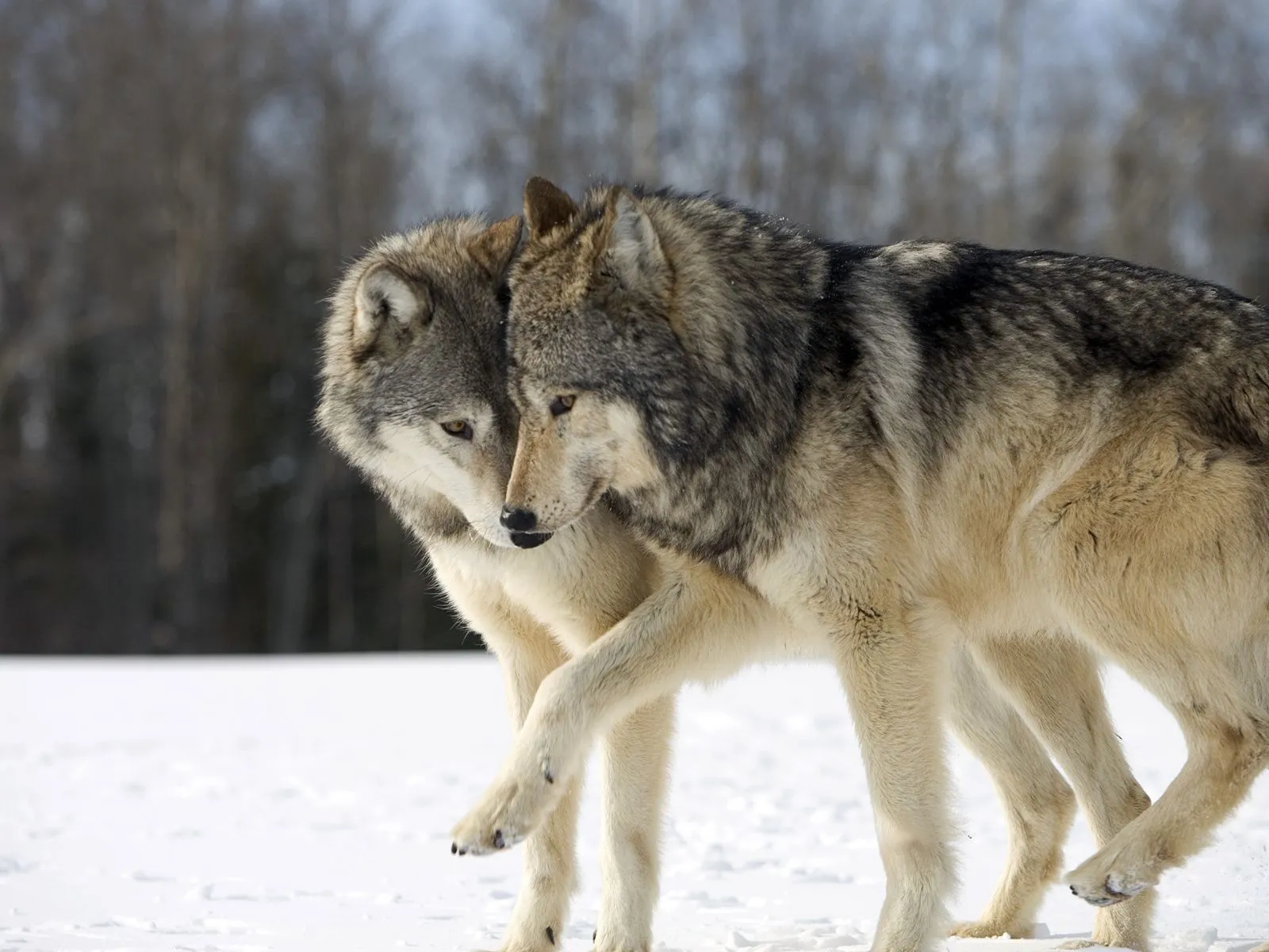 Galería de Imágenes y Fotos Bonitas: Fotografías de feroces lobos ...