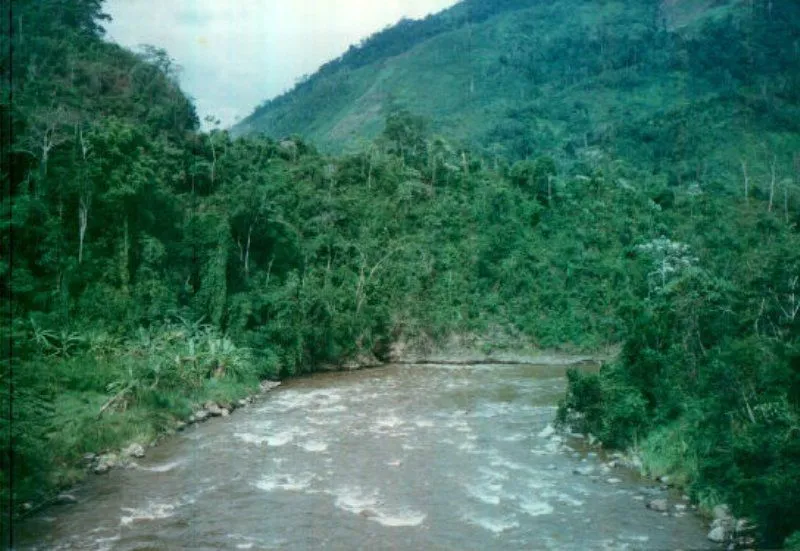 selva_rio_satipo.jpg