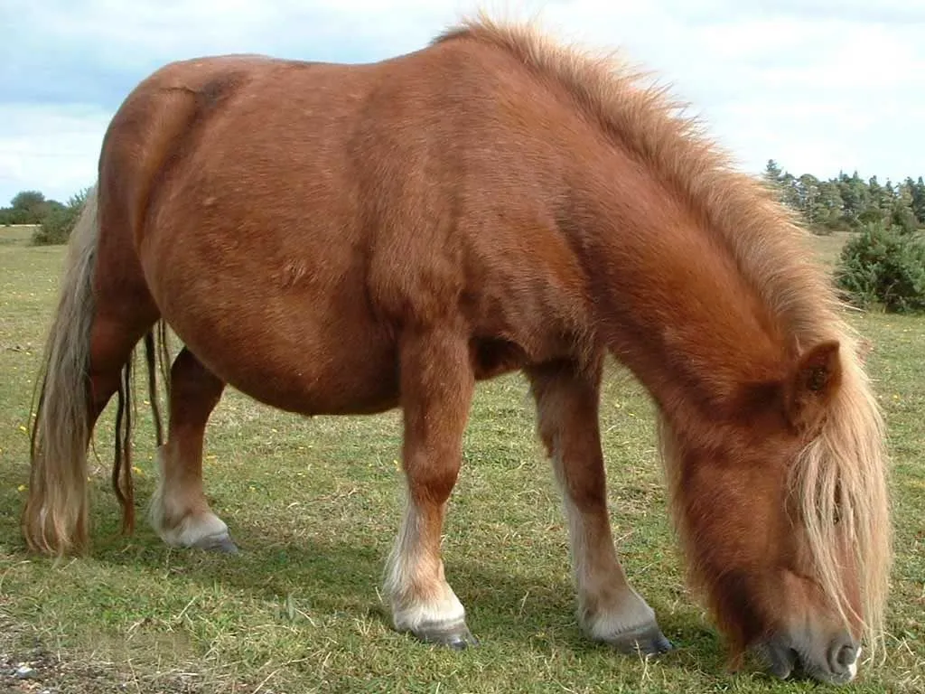 Ponis de Shetland